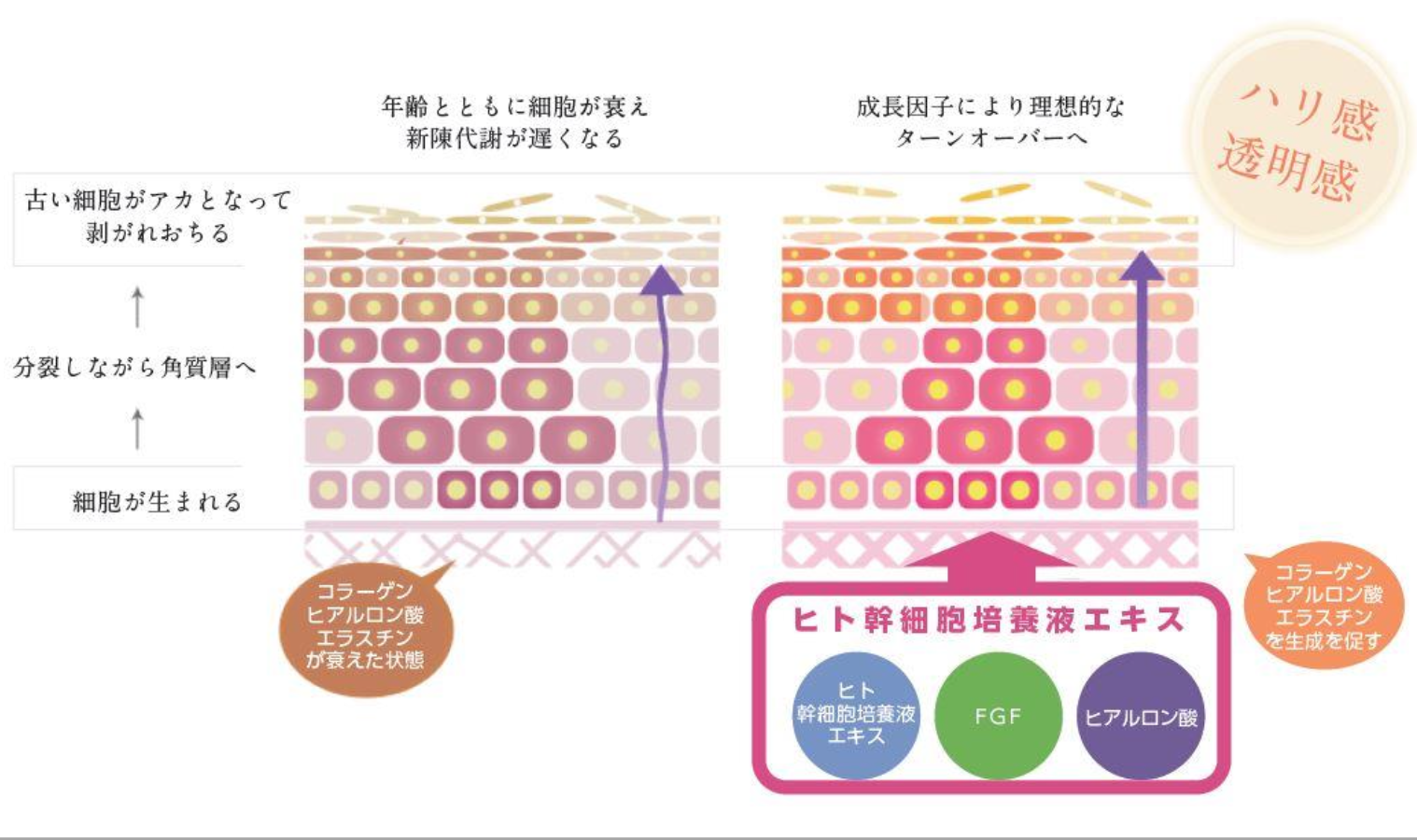 ヒト臍帯血細胞順化培養液の説明図